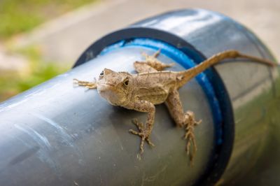 Lizard Extermination