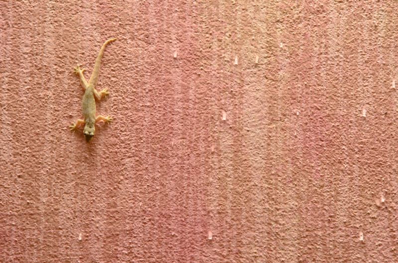 Lizard Extermination