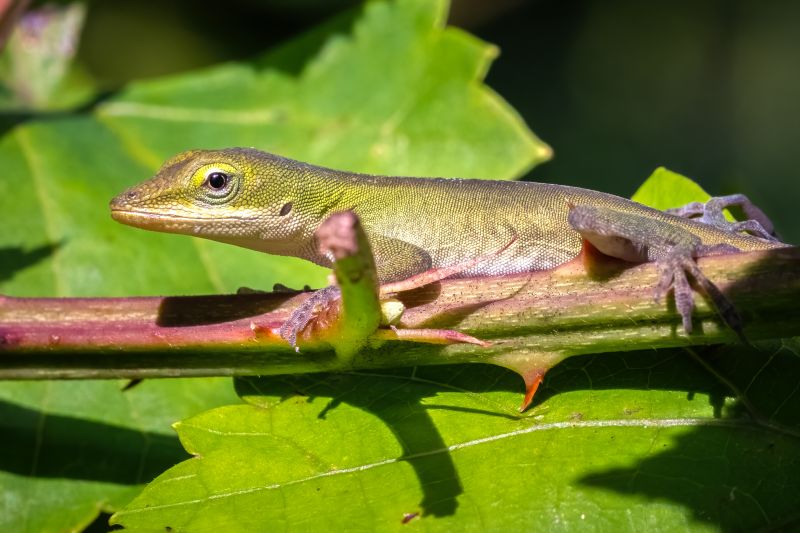 Lizard Extermination
