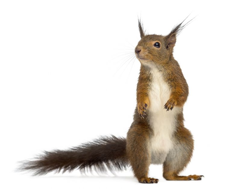 How Squirrels Damage Roofs And Attics And What To Do About It