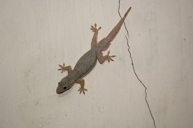 Effective Lizard Extermination Costs — Cost of Lizard Extermination