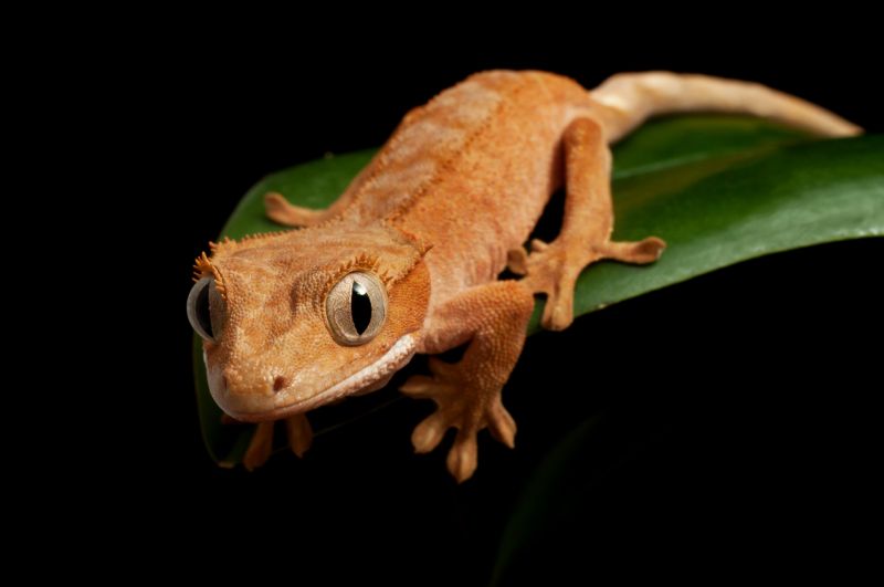 Effective Lizard Extermination Costs — Cost of Lizard Extermination