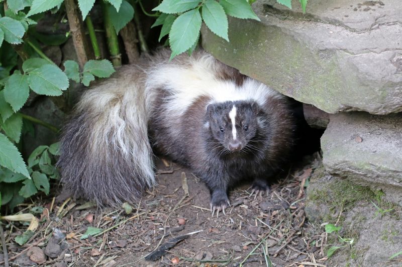 Skunk Burying
